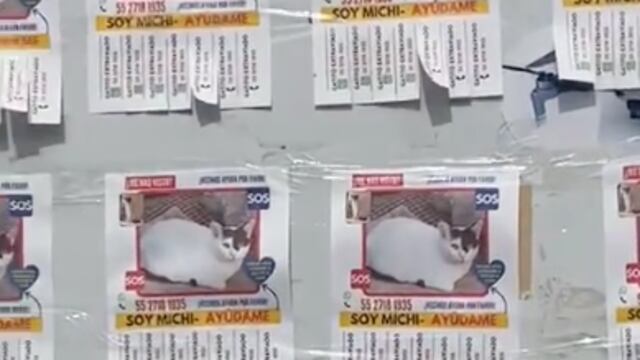 Hasta en TikTok buscan a gato perdido