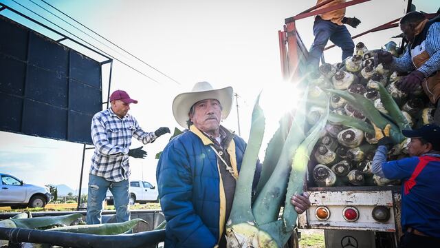 Apoyo a productores de maguey pulquero