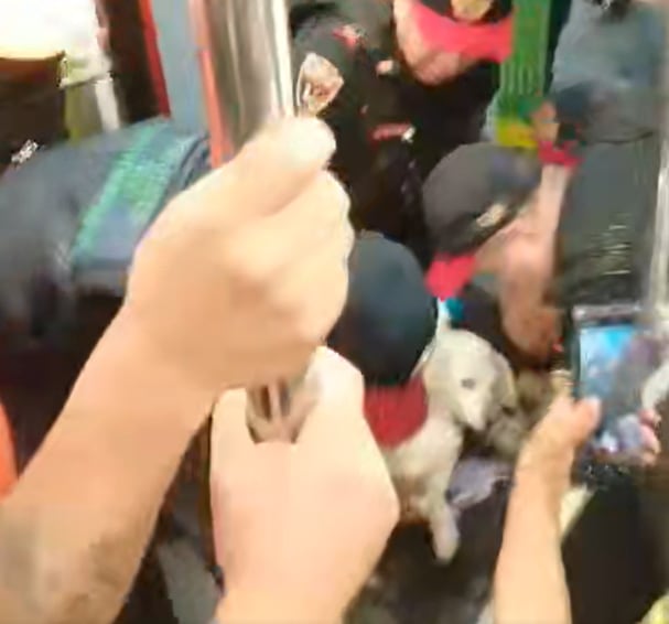 Perrito chilla por los jaloneos a su amo en el Metro CDMX