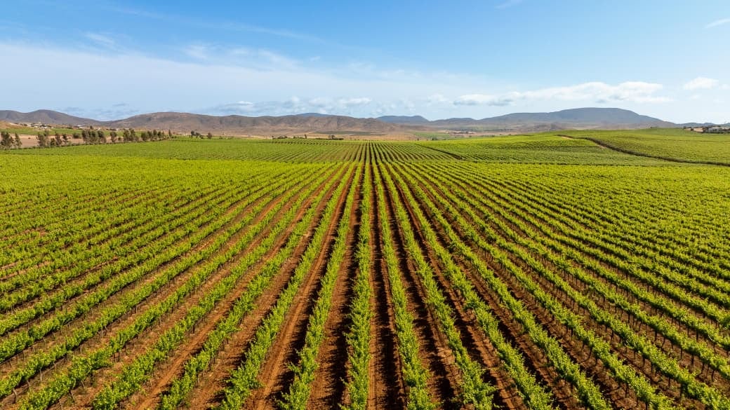 Valle de Guadalupe busca consolidarse como destino turístico premium y seguro