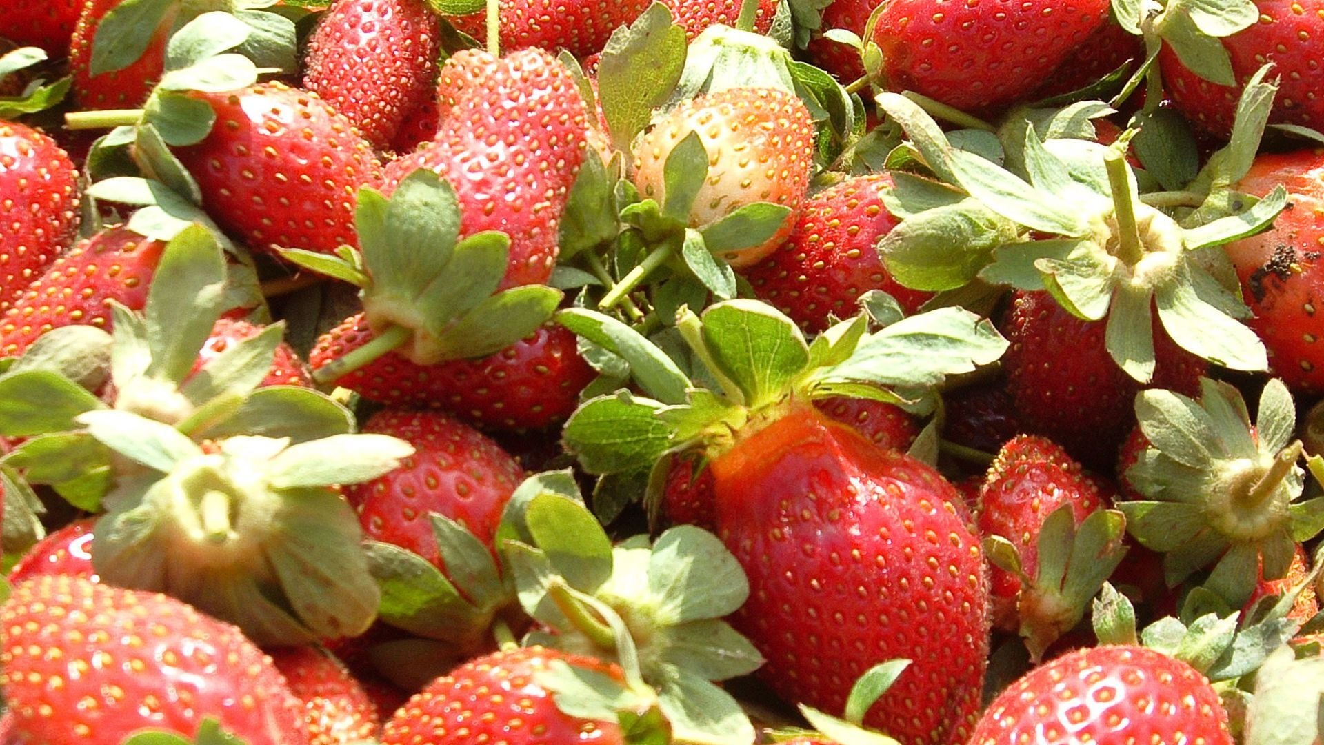 Fresas mexicanas enfrentan cuotas antidumping de hasta 5.28% en Estados Unidos