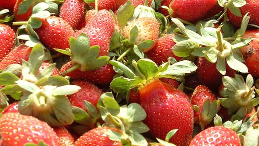 Fresas mexicanas enfrentan cuotas antidumping de hasta 5.28% en Estados Unidos