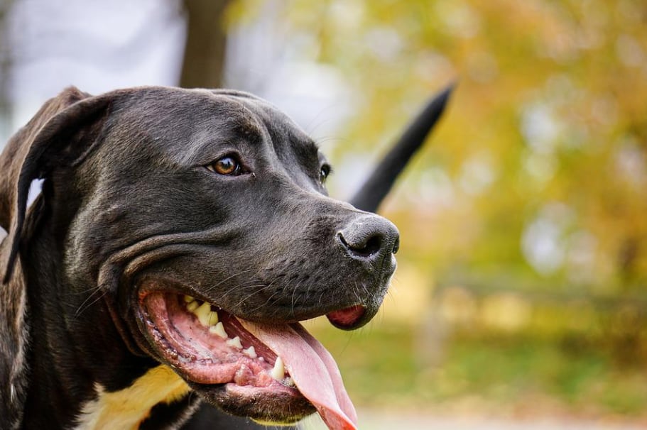 Perro pitbull