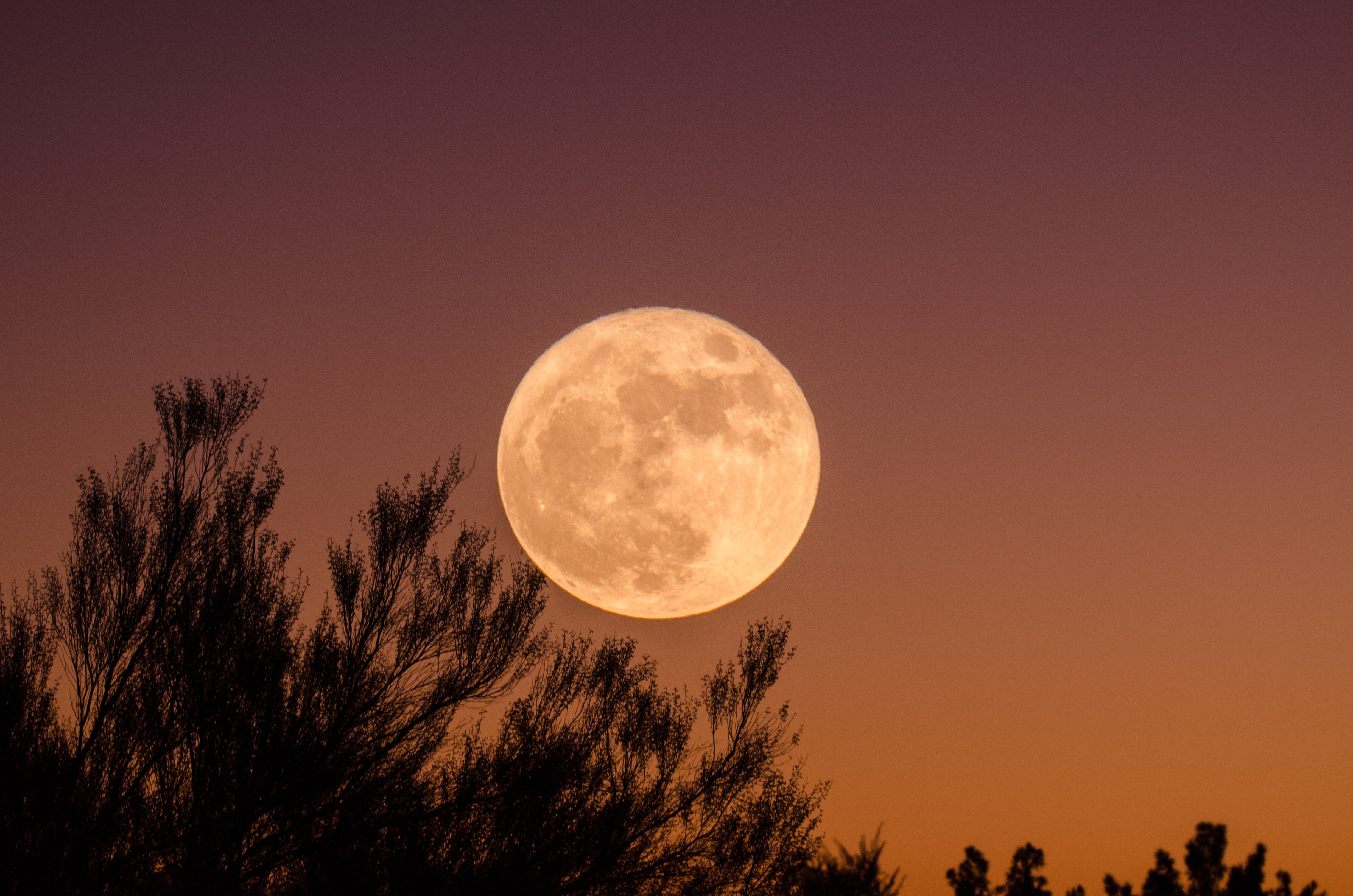 Luna de lobo