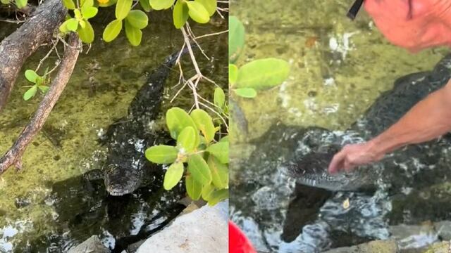 Tiene un cocodrilo mascota