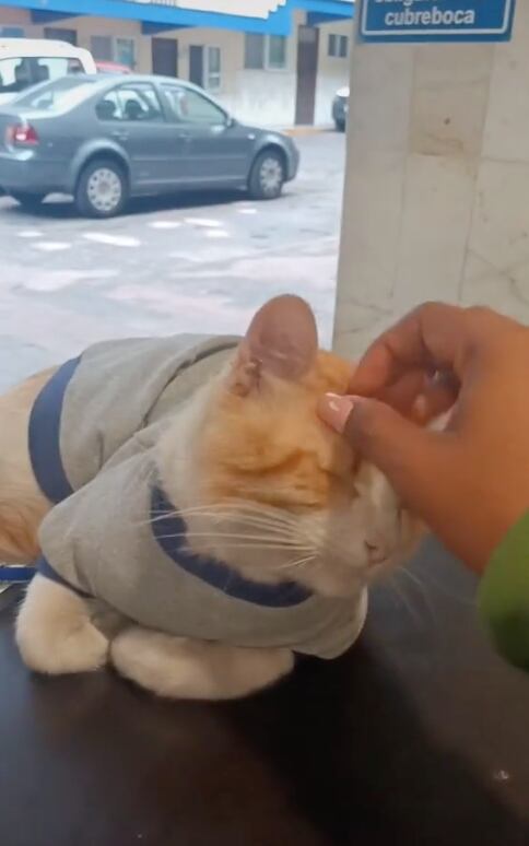 Gatito recepcionista en hotel