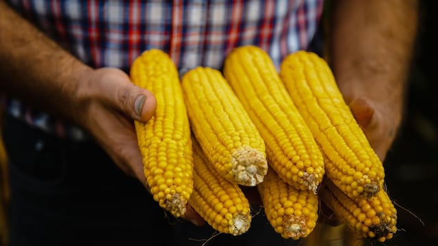 Productores de maíz en Michoacán recibirán apoyo complementario.