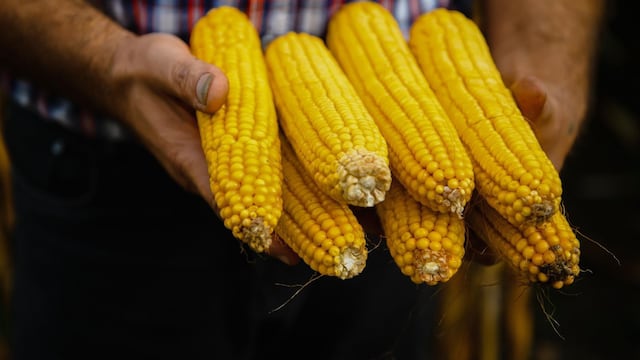 Productores de maíz en Michoacán recibirán apoyo complementario.