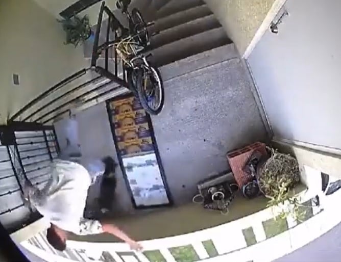 Perrita es arrojada de tercer piso en Huejotzingo, Puebla