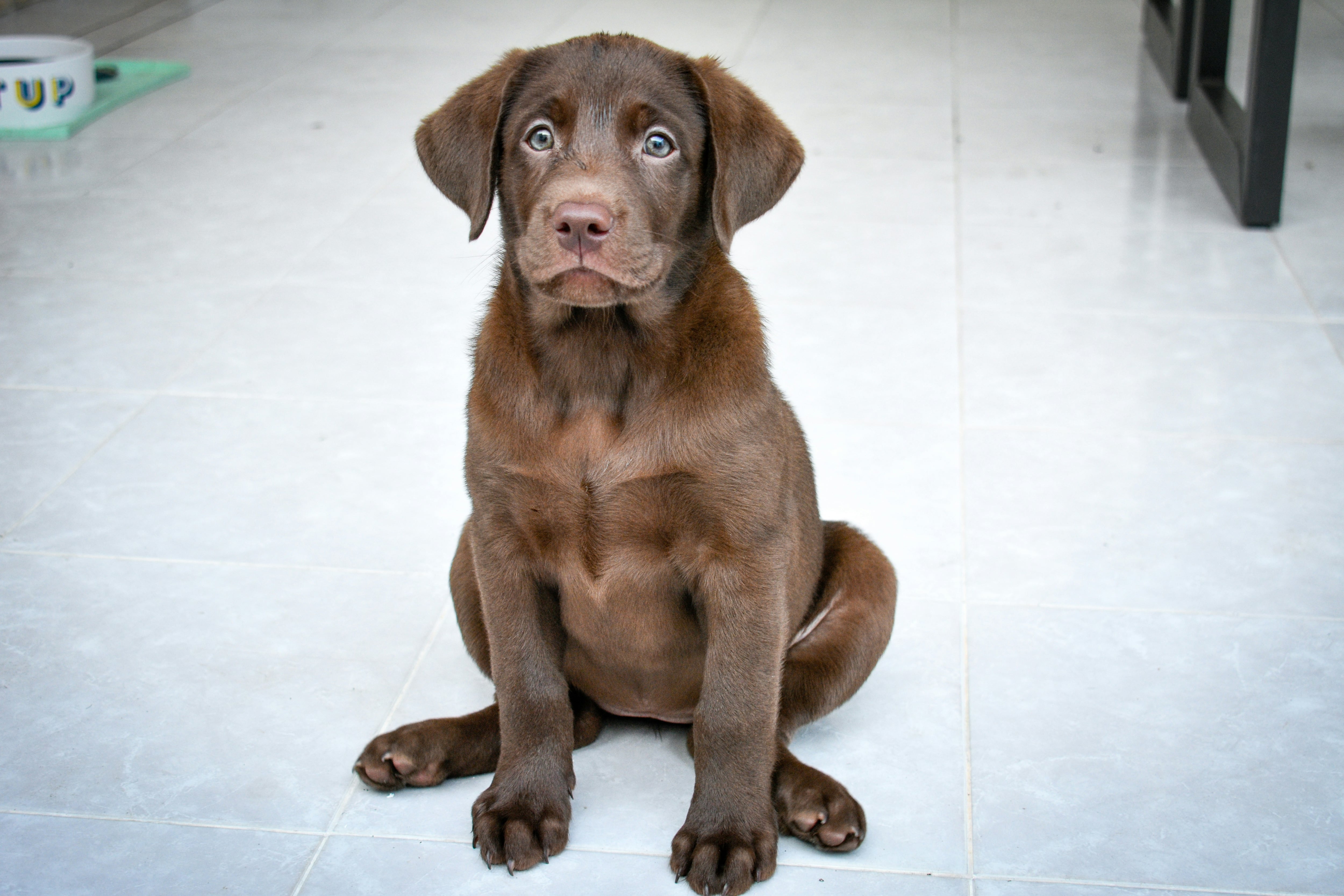 Características de un labrador como Zuma de Paw Patrol