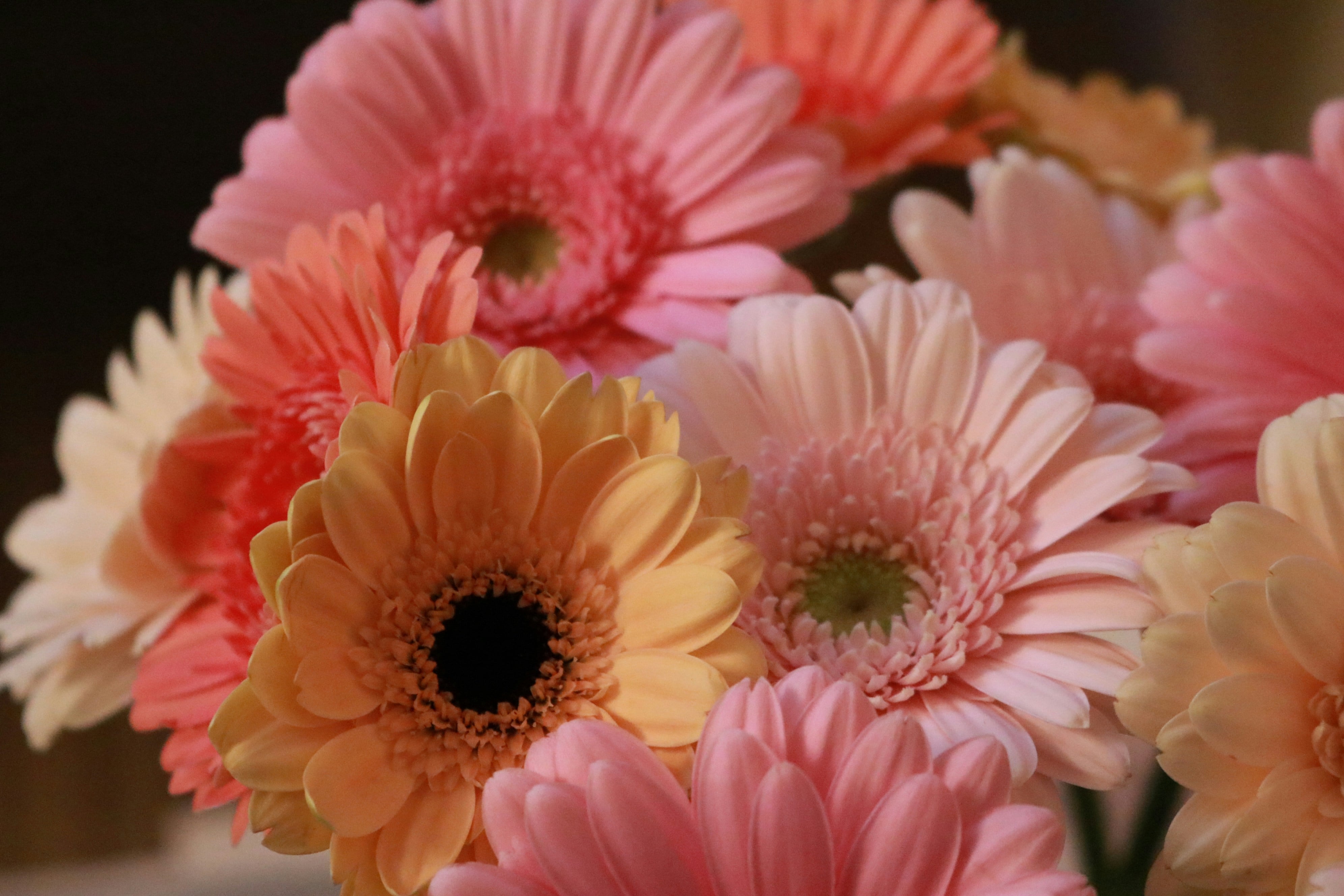 Gerberas