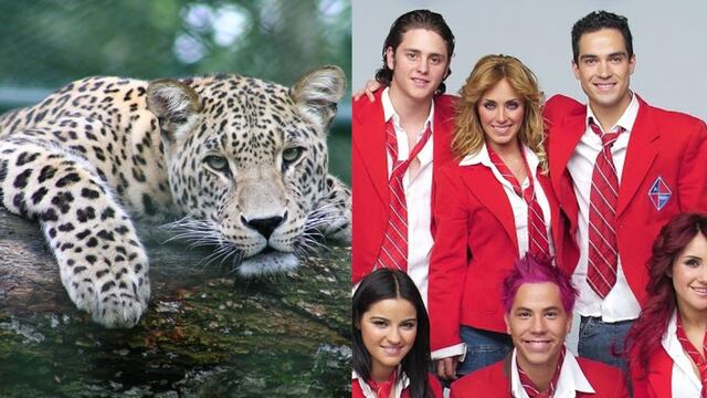 Este 4 de octubre se celebra el Día Mundial de los Animales y el Día Mundial de RBD