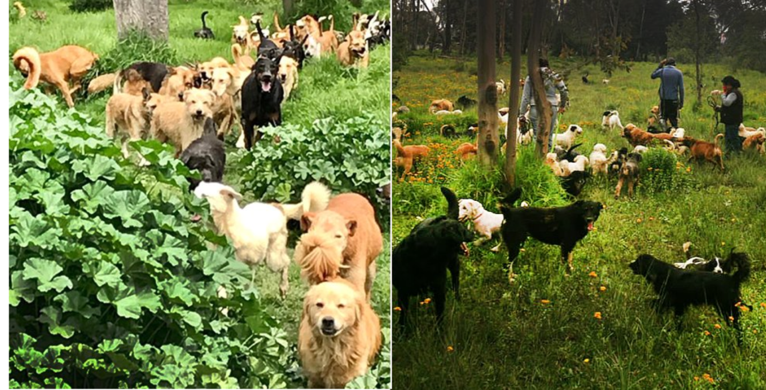 Refugio Franciscano para perritos