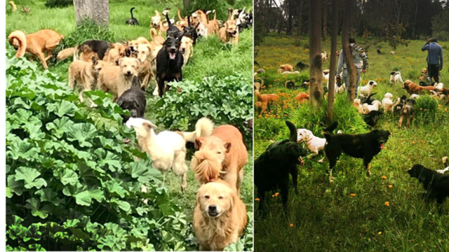 Refugio Franciscano para perritos