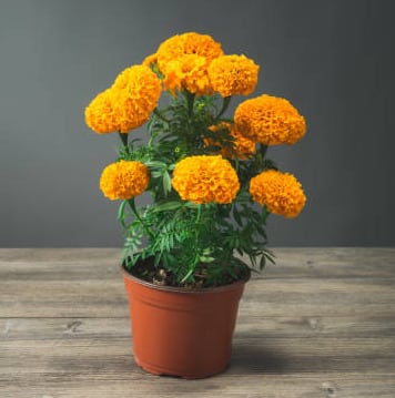 Flor de cempasúchil 'marigold'