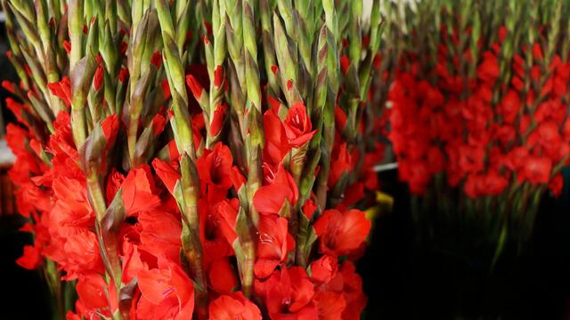 Gladiolas