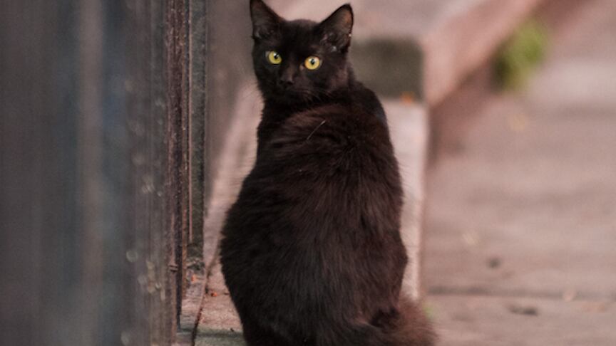 Mascota