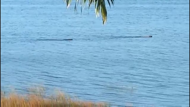 El jaguar fue alcanzado por el lagarto.