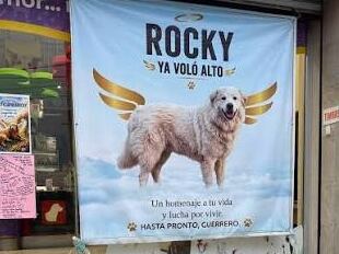 Ley Rocky: así es la reforma en Nuevo León contra el maltrato animal