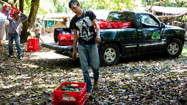 Agricultores de aguacate. Demandas.
