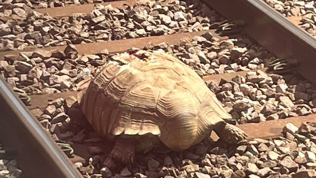Tortuga bloqueando vía del tren