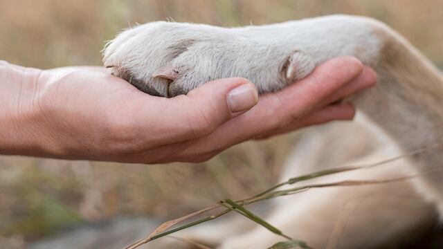 Persona tomando la pata de un perro