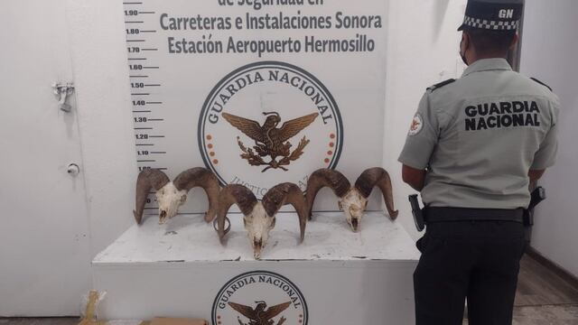 Cabezas de borrego cimarrón