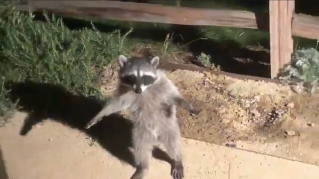 Un par de mapaches fingen ser estatuas para no ser vistas