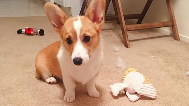 Corgi