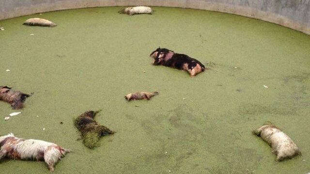 Denuncian perros ahogados en depósito de agua de Xochimilco