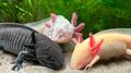 La triste historia del axolotl