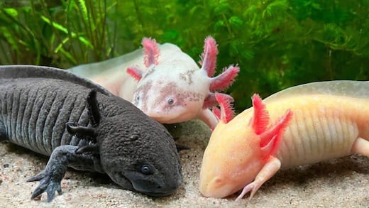 La triste historia del axolotl
