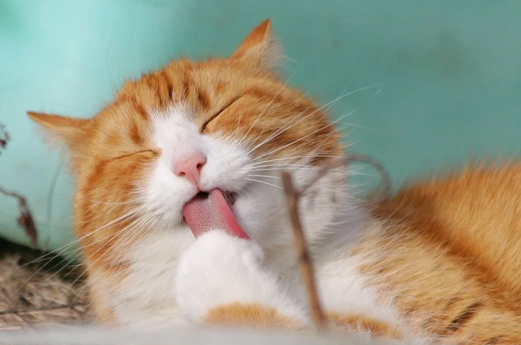 Gato