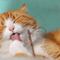 ¿Tu gato es feliz? Crean una app que te ayuda a saberlo