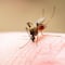 ¿Por qué hay tantos casos de dengue en América Latina? La culpa la tiene un problema que conocemos desde hace años