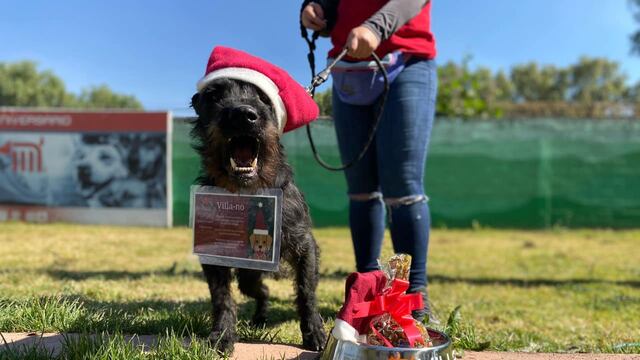 Los perritos del Centro de Transferencia Canina (CTC) del Metro de la Ciudad de México (CDMX) serán una vez más ayudantes de los Reyes Magos.
