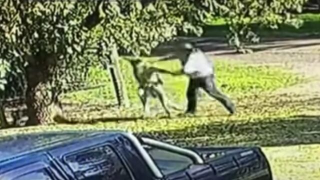 Hombre pelea a golpes con canguro