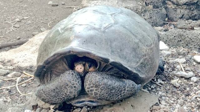 Quelonitoxismo es una enfermedad provocada por comer carne de tortuga: estos son sus síntomas | Imagen de referencia