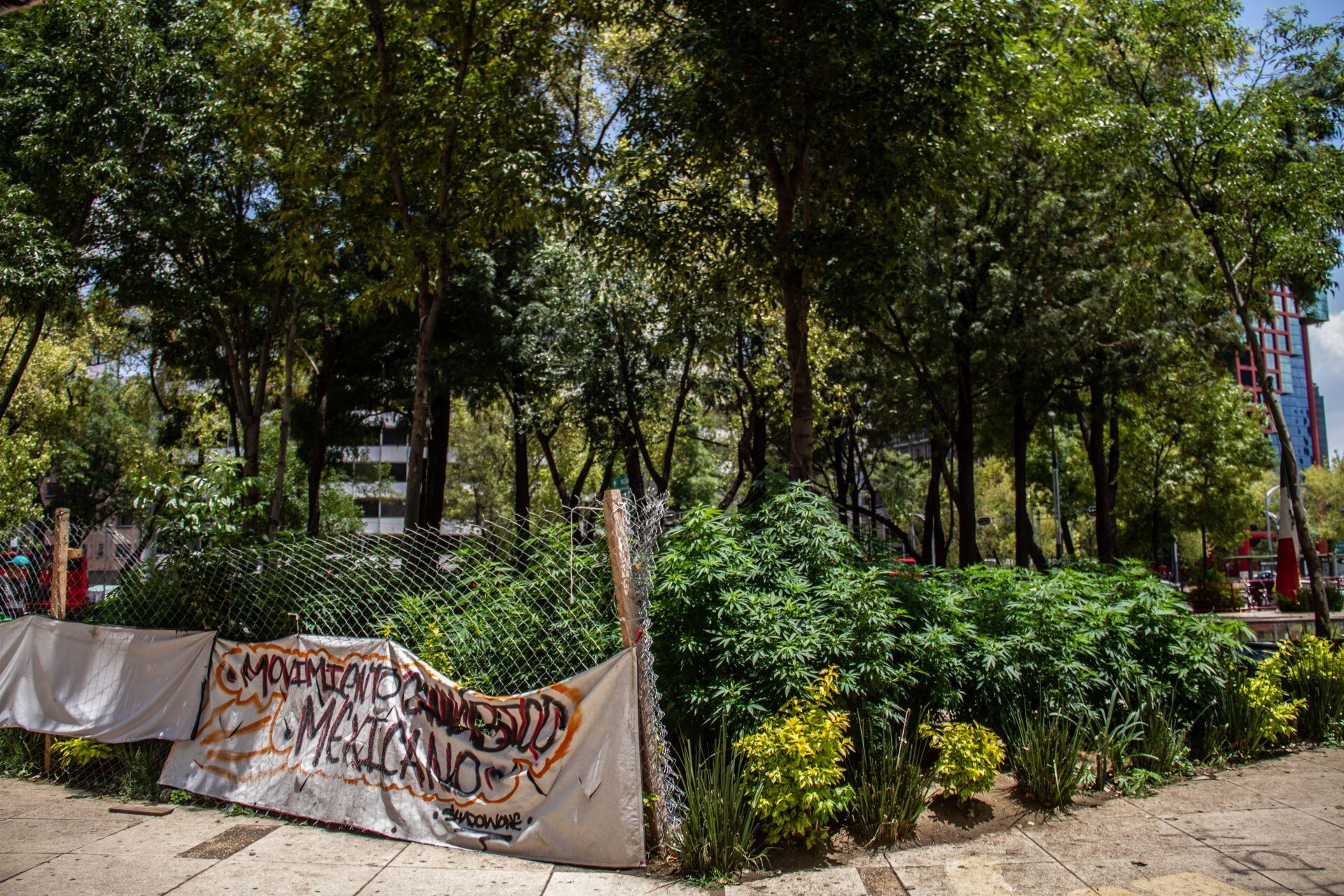 Jardín cannabico en la Plaza Pasteur