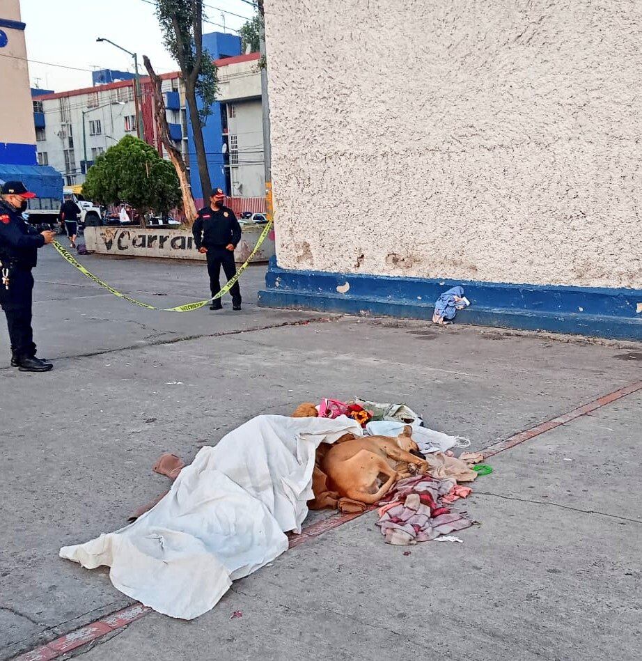 "Jackson", el 'Hachicko' mexicano que cuidó a su dueño muerto