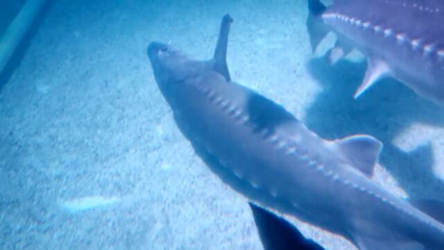 El esturión Estuardo