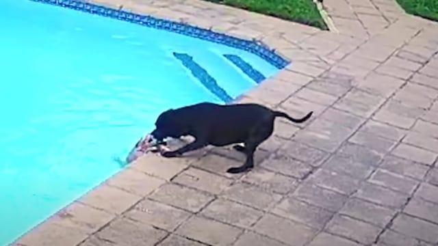 Perro salva a compañero