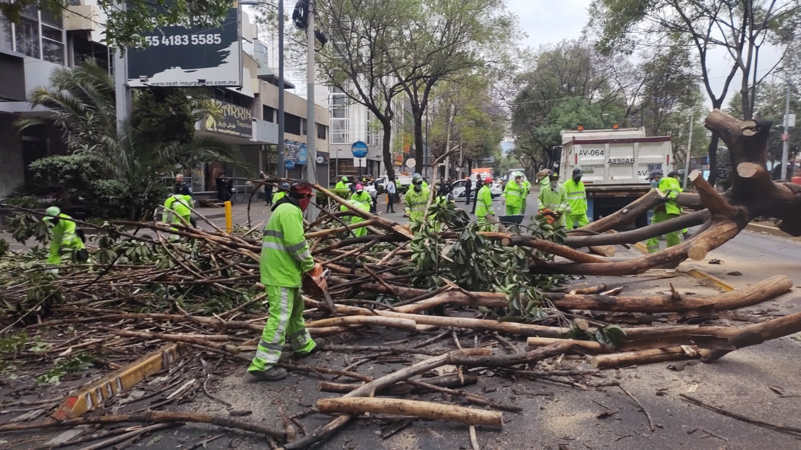 Fuertes vientos provocan caída de árboles en CDMX