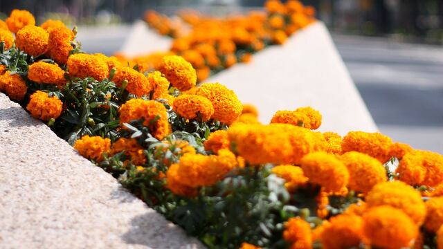 Cempasúchil en CDMX