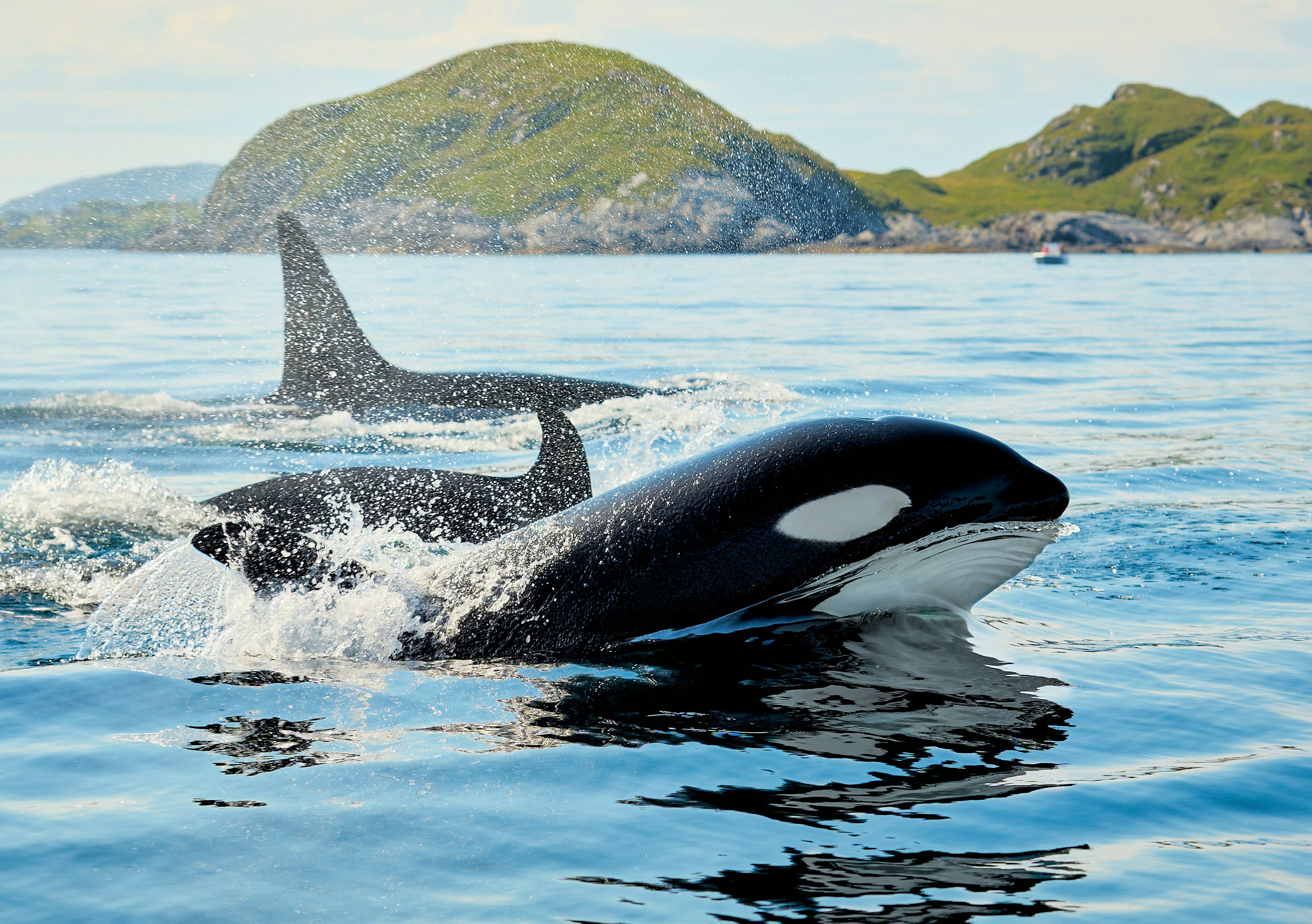 Día Mundial de la Orca