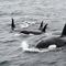 ¿Son peligrosas? Las orcas que voltean barcos despiertan el terror de los humanos