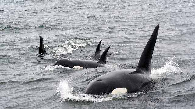 ¿Las orcas son peligrosas?