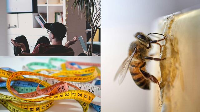 Este 20 de mayo es el Día del Psicólogo en México, el Día Mundial de las Abejas y el Día Mundial de la Metrología