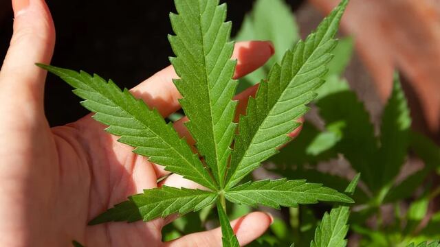 Mariguana