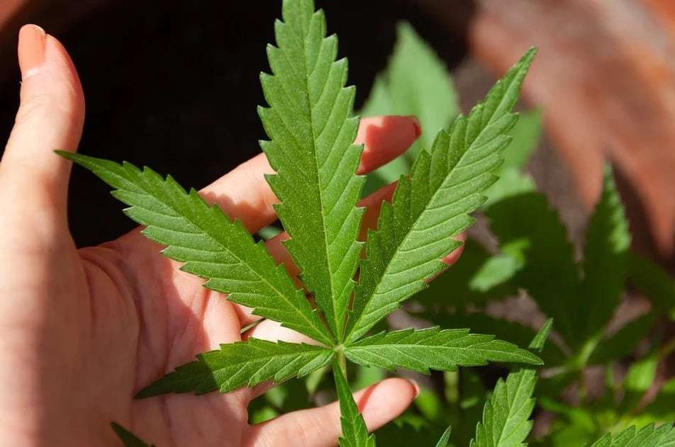 Mariguana
